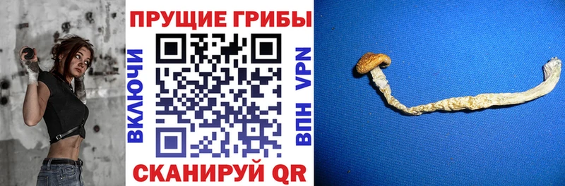 Купить  Медынь  Псилоцибиновые грибы ЛСД 